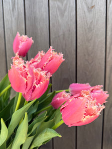 Paleis Het Loo Tulips, Small Bunch