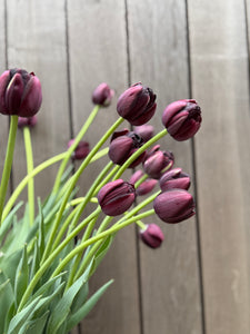 Black Hero Tulips, Small Bunch