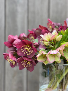 Hellebores, Small Bunch