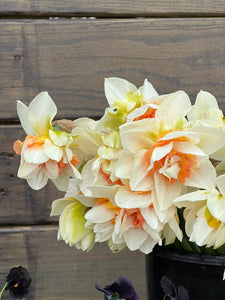 Replete Daffodils, Small Bunch